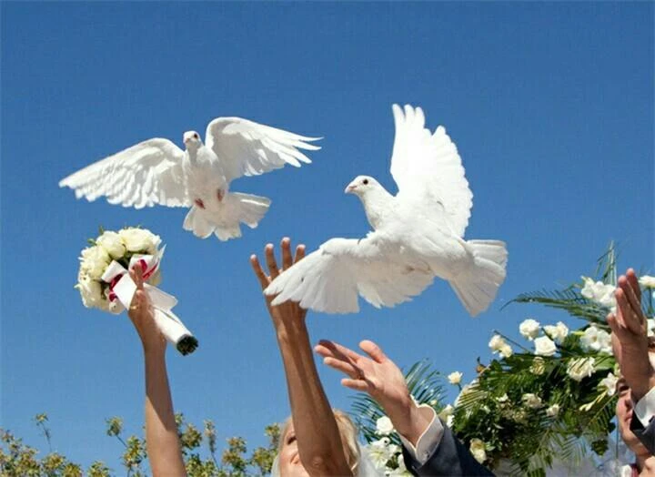 My Search adventures (pigeon) My Search adventures (pigeon)