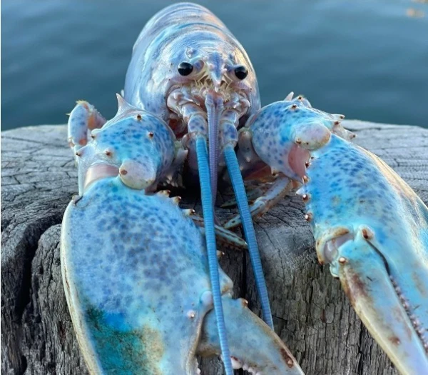 The blue lobster or blue lobster is a meme where there is a rare cancer and against the background of an organ by John Sebastian Bach