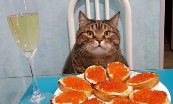 A selection of unusual animals, kings of tenderness, fluffy misunderstandings that will steal your hearts - there are no domestic cats and dogs, so we love them, they are beyond competition.
