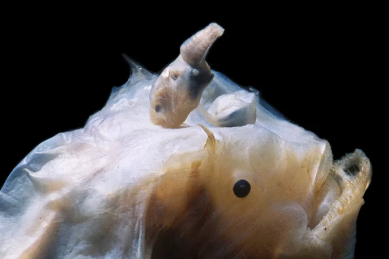 Aquatic Magazine No.9 Pelican-shaped Largemouth, Deep-sea Anglerfish Aquatic Magazine No.9 Pelican-shaped Largemouth, Deep-sea Anglerfish