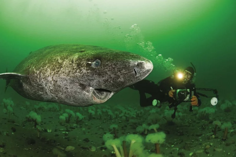 Water magazine No. 20 Greenland Shark Water magazine No. 20 Greenland Shark