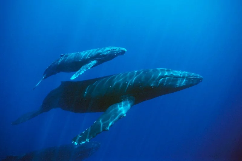 Water magazine No. 14 Blue Whale Water magazine No. 14 Blue Whale