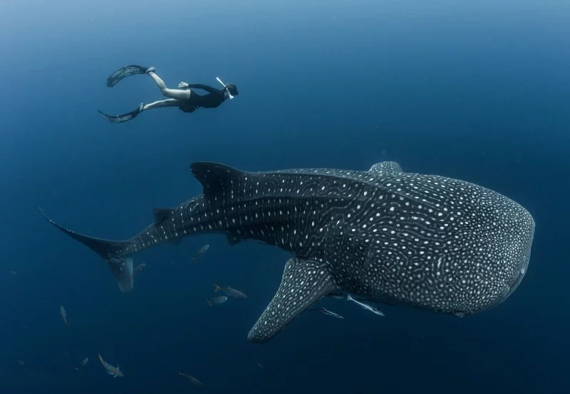 Water magazine No. 8 Whale Shark Water magazine No. 8 Whale Shark