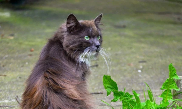 The tournament features animals, birds, and insects marked on the map of my town and its surroundings