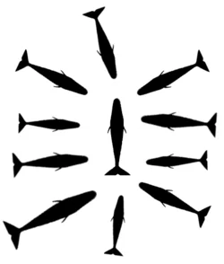 A way to protect cubs by adult sperm whales A way to protect cubs by adult sperm whales
