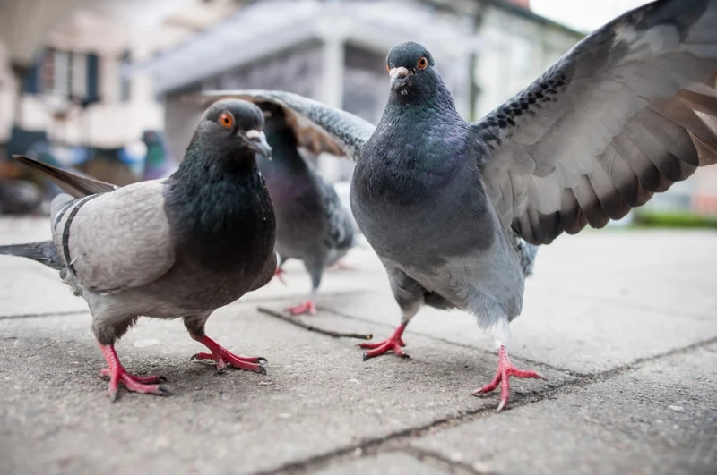 My Search adventures (pigeon) My Search adventures (pigeon)