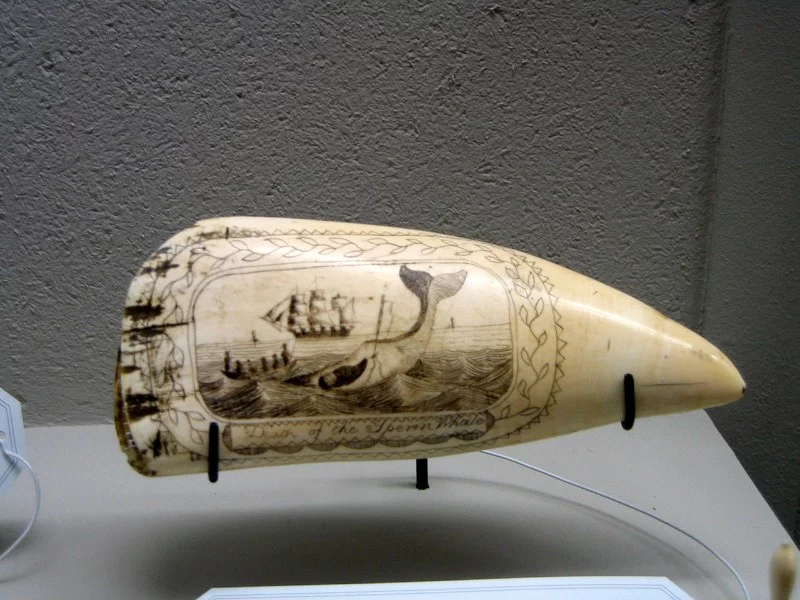 A sperm whale tooth with a carved image A sperm whale tooth with a carved image