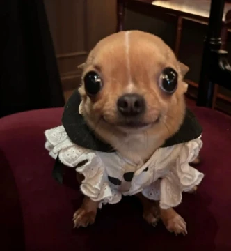 Choose a picture with the funniest dog from my collection!