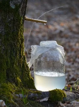 Choose the best thing to cook in the forest if you get lost.They are present in the test as food. So are the drinks