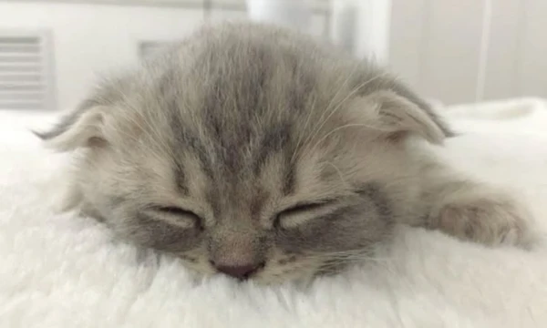 of course, all kittens are cute, try to make this difficult choice. I wish you don't die from too much sweetness  