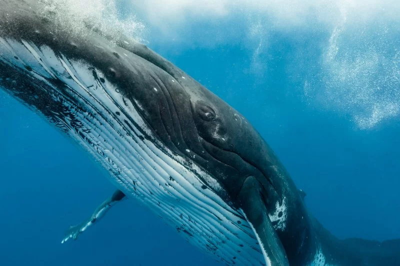 Water magazine No. 14 Blue Whale Water magazine No. 14 Blue Whale