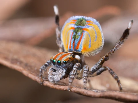 Let's choose the cutest, most unusual, and best spider!