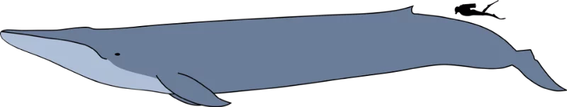 A blue whale compared to an average adult A blue whale compared to an average adult