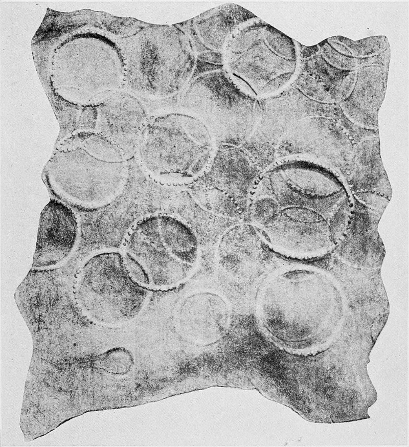 A piece of sperm whale skin covered with traces of giant squid suckers A piece of sperm whale skin covered with traces of giant squid suckers