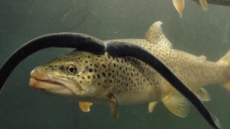 Water magazine No. 3 Som Kandiru, Lamprey Water magazine No. 3 Som Kandiru, Lamprey