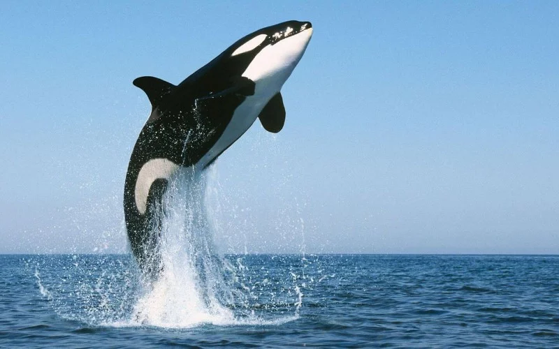 Water magazine No. 4 Killer Whales Water magazine No. 4 Killer Whales
