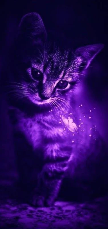 another kitty another kitty