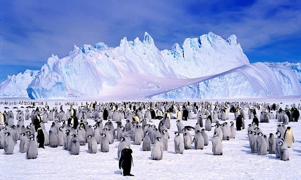 In this test, you have the opportunity to find out how well you know the animals that live in the cold.