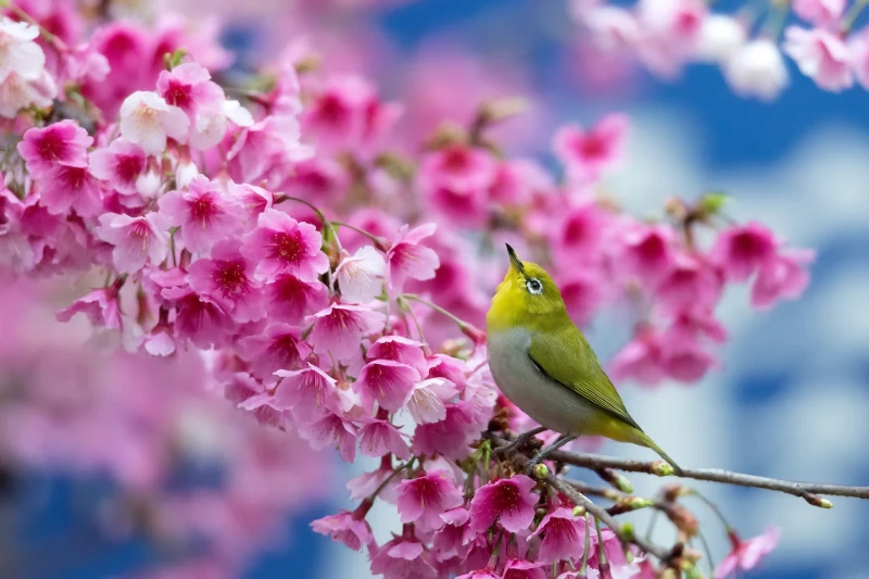 cherry tree and a bird cherry tree and a bird