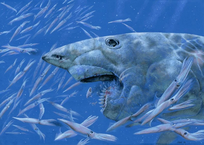 Water magazine No. 7 Helicoprion Water magazine No. 7 Helicoprion