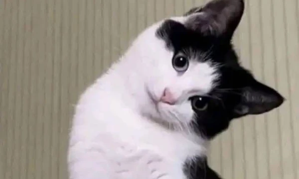 The first test with a selection of our most beautiful kittens. Come and enjoy these fluffy charms.