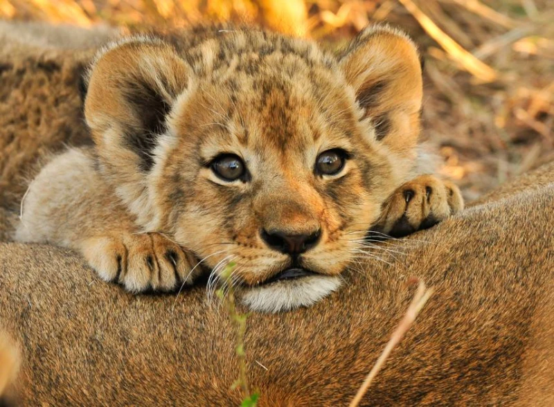 a lion a lion