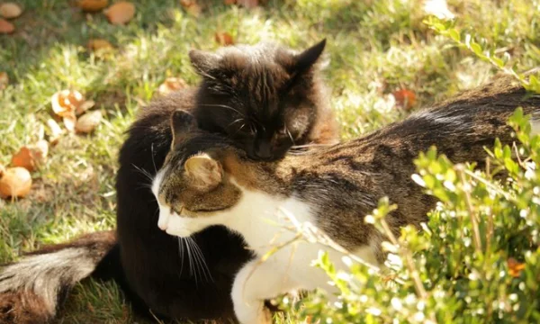 Hello everyone In this test, I suggest you find out what kind of cat you are. But not by breed, but by character, by disposition. Have a nice walkthrough!