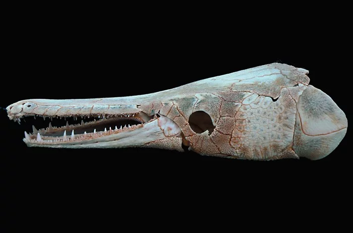 Skull Skull