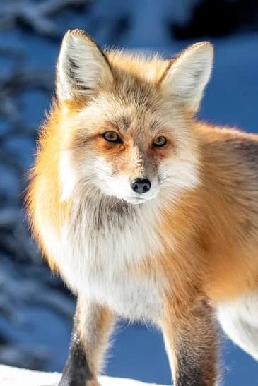 fox fox