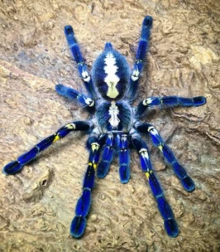 Let's choose the cutest, most unusual, and best spider!