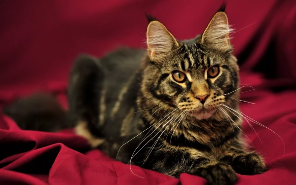 This test will include both different types of cat breeds and dog breeds, and you should determine which one you like best.