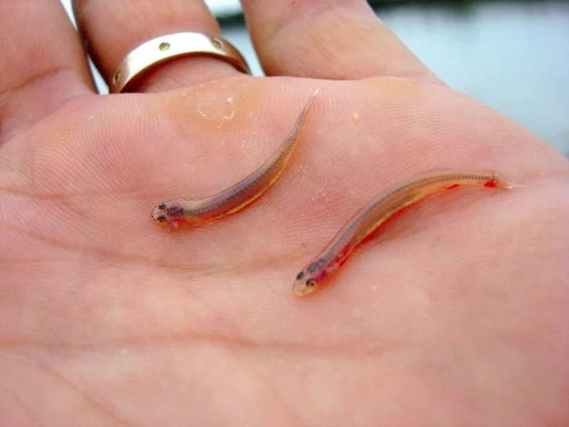 Despite its small size — 2-3 mm in thickness, the locals are more afraid of it than piranhas. Despite its small size — 2-3 mm in thickness, the locals are more afraid of it than piranhas.