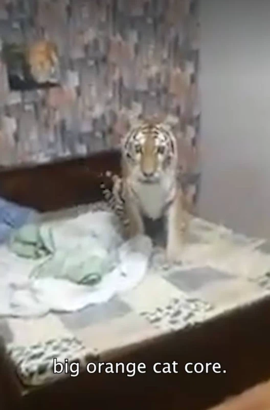 Yeah, that wibe of a tiger in a bed... Yeah, that wibe of a tiger in a bed...