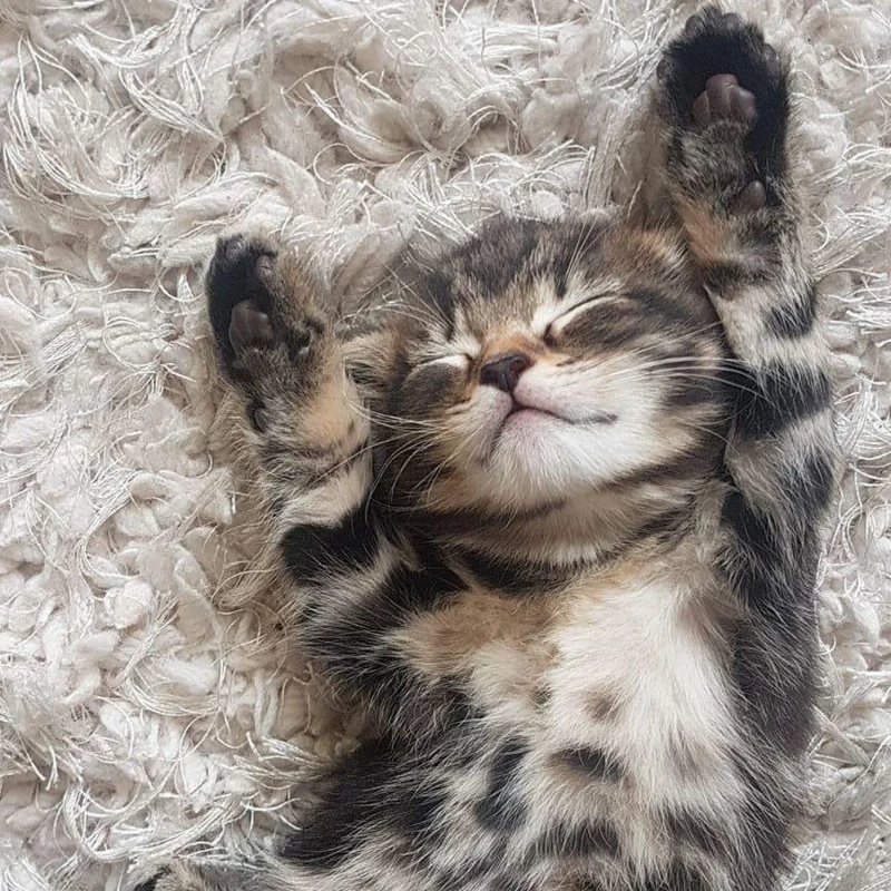 a cute kitty a cute kitty