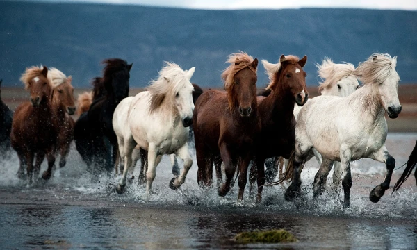 Let's jointly choose the most beautiful horse color. There will be a variety of suits, choose the one that your heart is set on. 
Let's see which suit more people will vote for! 