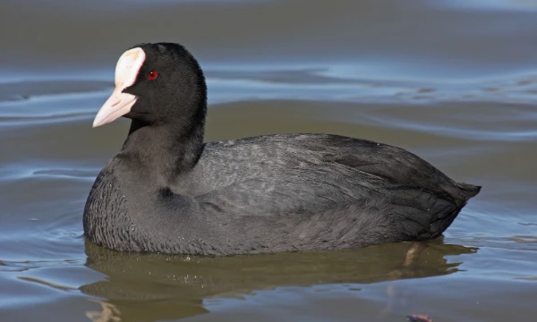 Germany is a country in central Europe, known for many things, but not for animals. In this test, you will test your knowledge of the little-known Germanic fauna, and perhaps learn something new. Have