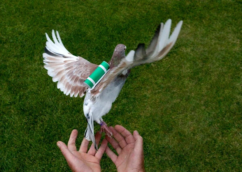 My Search adventures (pigeon) My Search adventures (pigeon)