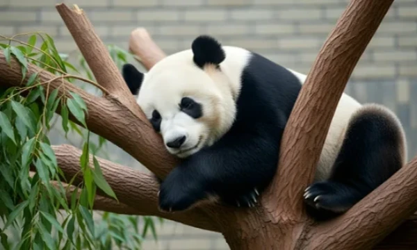 I noticed here that the author with the nickname Pandas does not have a single test about pandas, we need to fix this! This test presents facts about pandas, will you be able to understand which of them are lies and which are true?