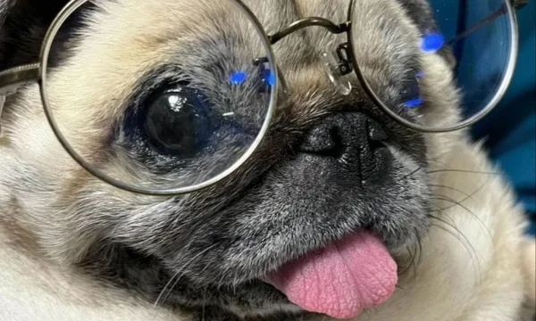 In this tournament, you will have to choose the cutest pug from 16 options. Good luck with the passage!!!! 