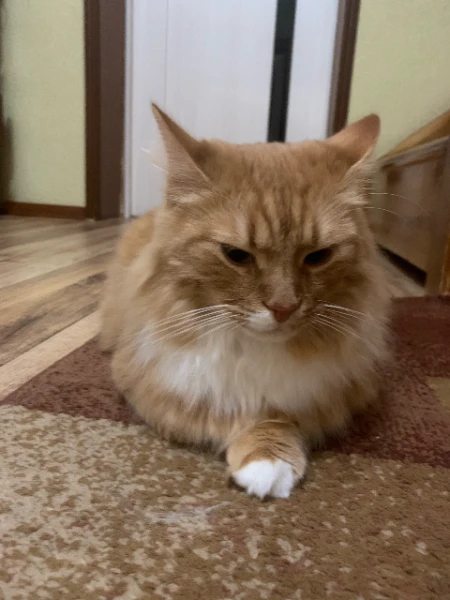 I haven't seen anyone with the idea of talking to a cat.
I'm sorry in advance for the pictures.
This Rudolf turns around as soon as I take a picture of him(