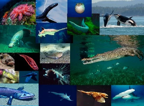 Choose the most amazing aquatic inhabitant of all time.Very different and amazing aquatic inhabitants are selected in the test