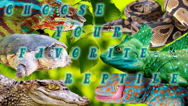 Dangerous and harmless, adorable and killer cyborgs. Some of these species are over 200 million years old, which proves their evolutionary perfection. Choose your pet among this amazing class of fauna