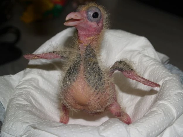 Baby pigeon Baby pigeon