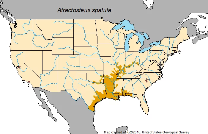The adjective "Mississippian" in the name of the fish indicates its main habitat. The natural distribution range is the lower reaches of the Mississippi River, the Gulf coast of the southern United States and Mexico. The alligator pike is considered an ancient or primitive representative of aquatic species, since its existence dates back to prehistoric times. They are often called "living fossils". The physiology of the Mississippian shellfish comes from its ancestors. They are members of an ancient order of finned fish that has existed since the end of the Cretaceous period, hundreds of millions of years ago, when dinosaurs still walked the Earth. The adjective "Mississippian" in the name of the fish indicates its main habitat. The natural distribution range is the lower reaches of the Mississippi River, the Gulf coast of the southern United States and Mexico. The alligator pike is considered an ancient or primitive representative of aquatic species, since its existence dates back to prehistoric times. They are often called "living fossils". The physiology of the Mississippian shellfish comes from its ancestors. They are members of an ancient order of finned fish that has existed since the end of the Cretaceous period, hundreds of millions of years ago, when dinosaurs still walked the Earth.