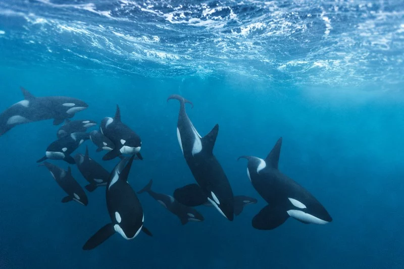 Water magazine No. 4 Killer Whales Water magazine No. 4 Killer Whales