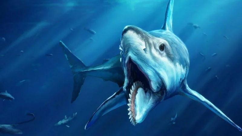 Water magazine No. 7 Helicoprion Water magazine No. 7 Helicoprion