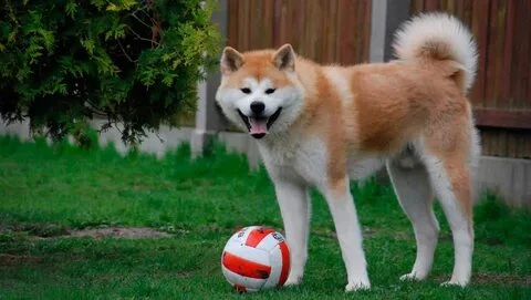 This is my second test on this topic. It is more complicated than the previous one. So if you don't know the dog breeds very well, I advise you to go to my profile and take the last test:) Good luck!) 💋