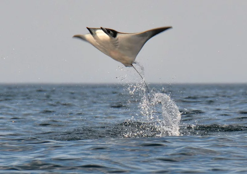 Sometimes the water "flight" of a majestic stingray can turn into a real aerial one. He really soars above the surface of the sea, making something like a jump to a height of up to 1.5 m. It is unclear why this is happening, but the spectacle is truly magnificent. There are several assumptions: so he tries to get rid of parasites on the body, or exchanges signals with other individuals, or silences the fish with a blow of a powerful body on the water. At this moment, it is undesirable to be near him, he can turn the boat over. Sometimes the water "flight" of a majestic stingray can turn into a real aerial one. He really soars above the surface of the sea, making something like a jump to a height of up to 1.5 m. It is unclear why this is happening, but the spectacle is truly magnificent. There are several assumptions: so he tries to get rid of parasites on the body, or exchanges signals with other individuals, or silences the fish with a blow of a powerful body on the water. At this moment, it is undesirable to be near him, he can turn the boat over.