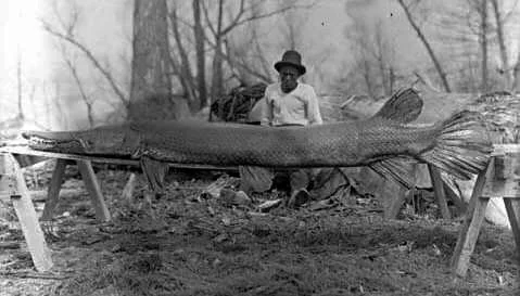  A giant specimen of the Mississippian shellfish in March 1910 A giant specimen of the Mississippian shellfish in March 1910 