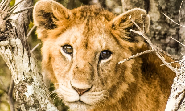 Many people ask me what kind of animal I would become, and I usually reply, "I don't even know." So if you're interested in finding out too, this test is for you!